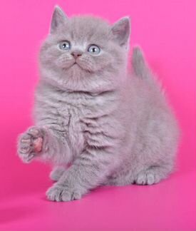 Британские лиловые котята
