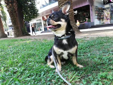 Вязка чихуа