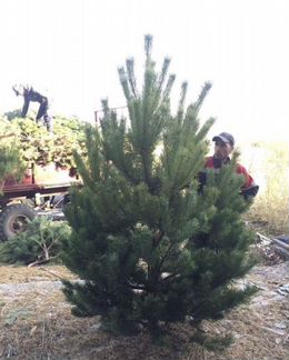 Живая Русская ель