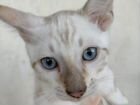 Бенгальский котенок линкс