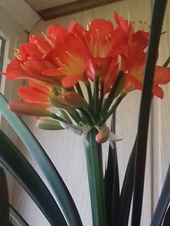 Шикарная Кливия