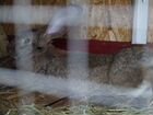 Кролики: фландры
