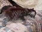 Бесплатно котята от кошки Шотландки объявление продам