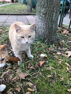 Котята-подростки в добрые руки