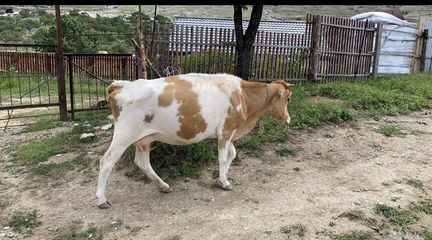 Коровы и телята - фотография № 5