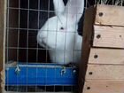 Кролики (Калифорния; Н.З.Б.) объявление продам