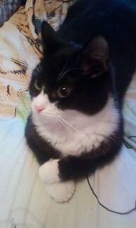 Котик в добрые руки