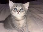 Голубой котик абессинский метис