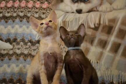 Ориентальные шоколадные котята-Эльфы