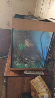 Аквариум с сомом