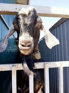 Англо - нубийские козы, телята - фотография № 7