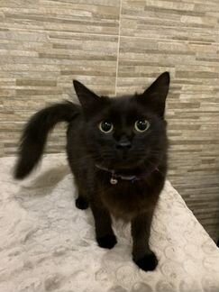 Кошка Лайза 3 года ищет дом