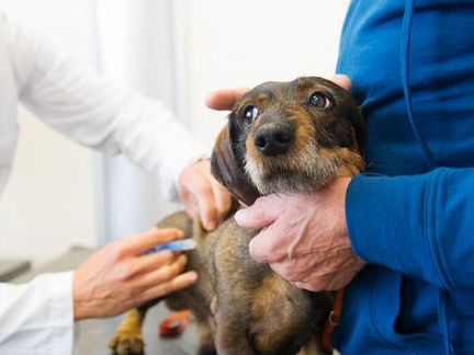 Ветеринарный врач выезд 24 часа