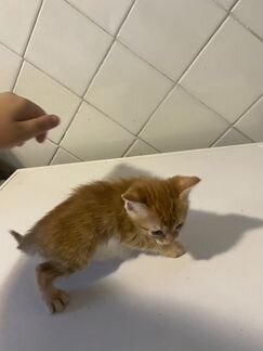 Котята в добрые руки приучены к лотку
