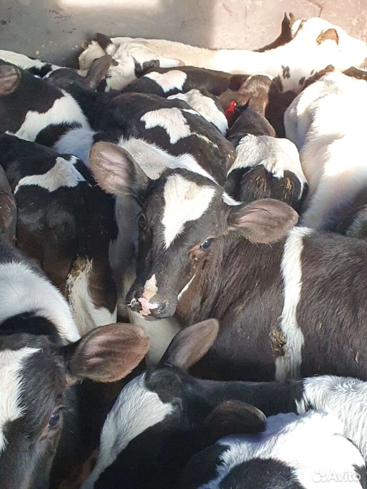 Отзывы продажа Бычков по WHATSAPP. Купить бычков в воронежской области