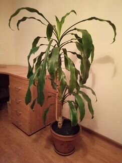 Растения для интерьера комнаты или зимнего сада