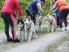 Разыскиваются собаки породы Сибирский хаски
