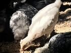 Цыплята несушки