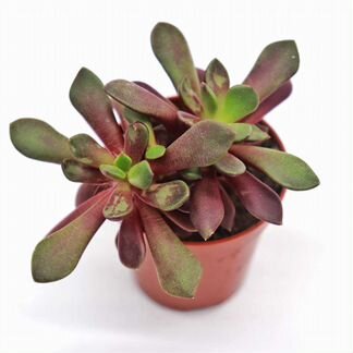 Анакампсерос Рубра