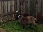 Баран и овечка