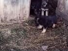 Продажа щенков: восточно европейская овчарка объявление продам