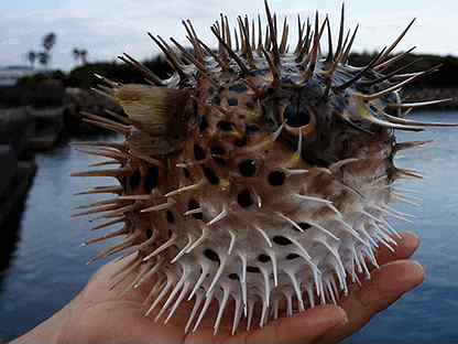 Ежи едят рыбу. Длинноиглая рыба-ёж. Рыба еж фугу. Черноморский морской еж. Рыба ёж фото.