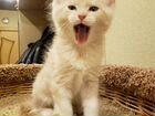 Резерв котят породы Мейн-кун объявление продам