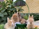 Декоративные кролики