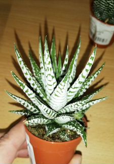 Хавортия Альба