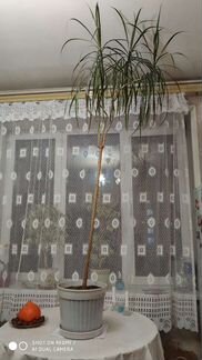 Драцена, высота 2м