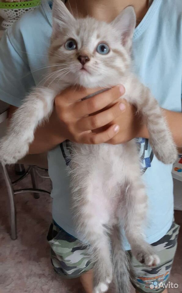 Котенок мальчик в добрые руки