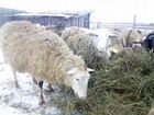 Ост-фризские овцы