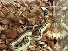 Королевская змея калифорнийская (Lampropeltis getu объявление продам