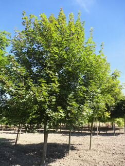 Клен остролистный