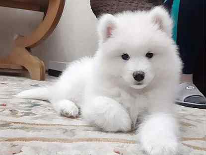 Щенки самоеда в москва. Самоед щенок. Много самоедов. Щенки самоеда в москва. Щенки самоеда в москва.