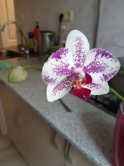 Орхидея фаленопсис