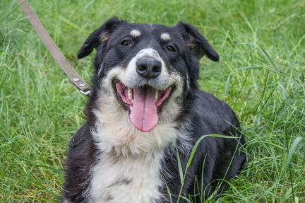 Слай - метис породы лабрадор