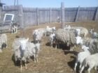 Ост-фризские овцы объявление продам