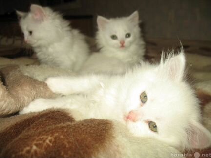 Отдам турецкая ангорская трех котят чисто белые