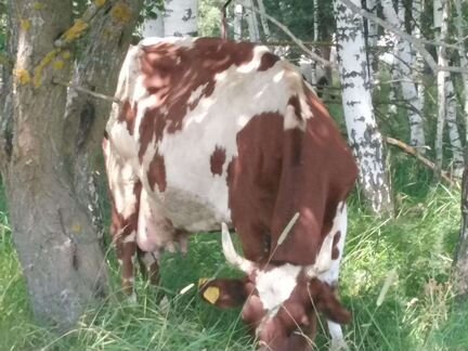 Айширские коровы - фотография № 1