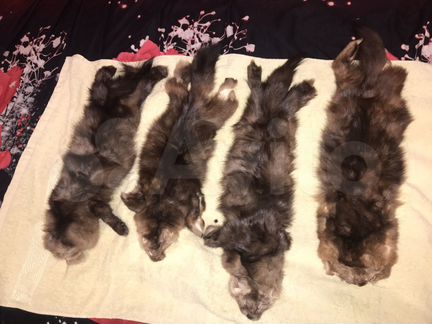 Шкурка соболя