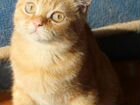 Красный мраморный котик британчик