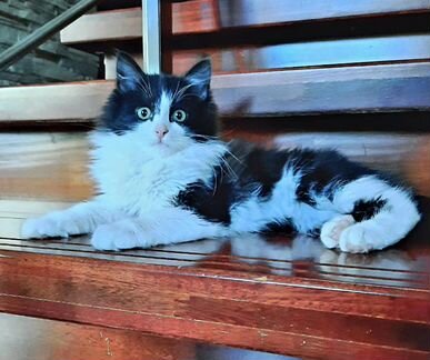 Пушистая крошка ищет семью