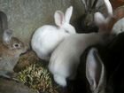 Кролики ризен на смс не отвечаем звоните объявление продам