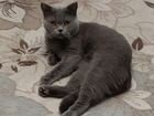 Шотландский кот стринг вязка