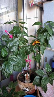 Гибискус Роза