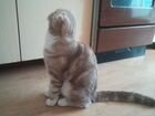 Шотландский вислоухий котик ждёт кошечку в гости