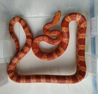 Маисовый полоз, взрослый рабочий самец