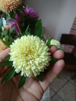 Семена от Биотехники. Совместная закупка