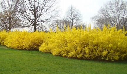 Форзиция промежуточная 0.4 - 0.6 м. С3